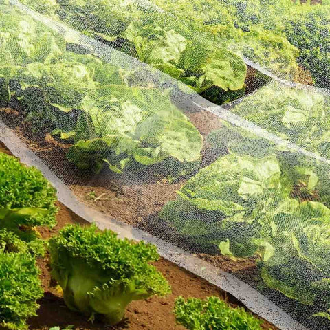 FILET ANTI-INSECTES (1)