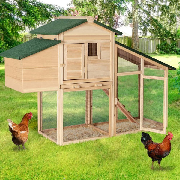 POULAILLER 2-3 POULES (8)