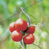 files/3291-tuteur_a_tomate_avec_chas_situation_2019_web.jpg