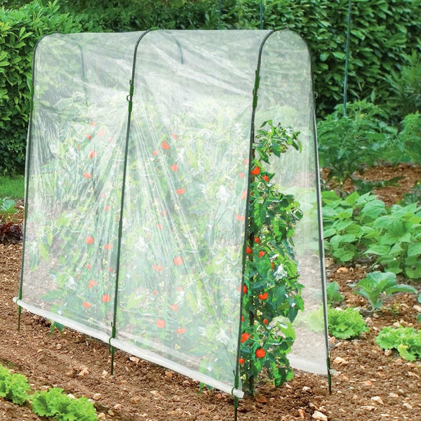 SERRE À TOMATES, Lot de 2 (2)